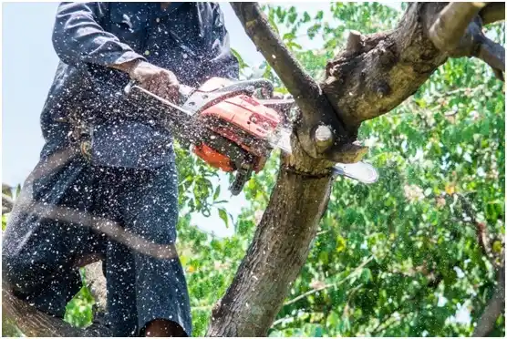 tree services Clinton